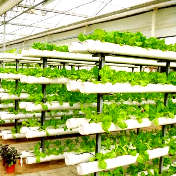 Sistemi di Coltivazione Idropo - Hydroponic System recensione e prezzo