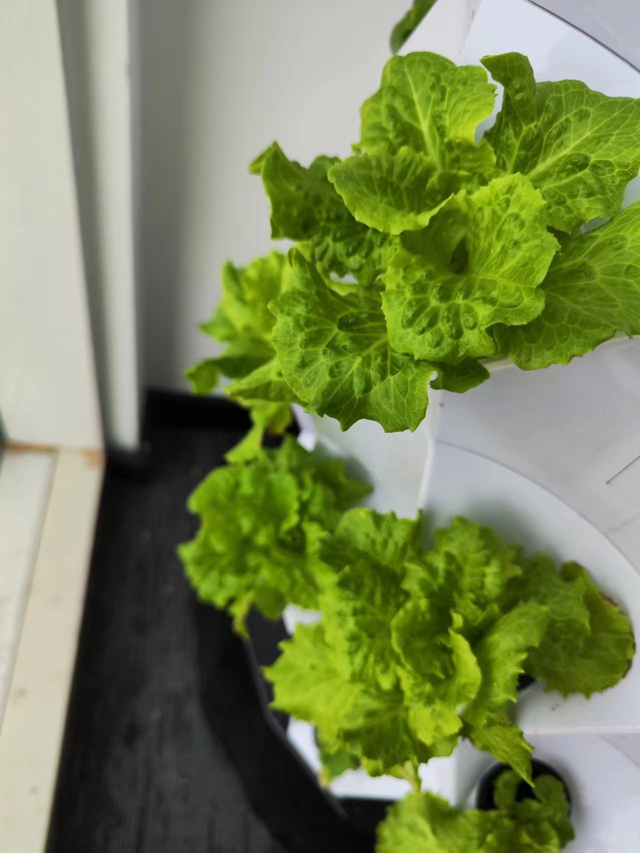 Sistema di Irrigazione Automat - Hydroponic System recensione e prezzo